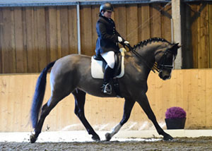 Regional Dressage Competition